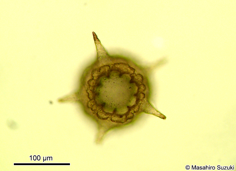 トゲツボカムリ Difflugia corona