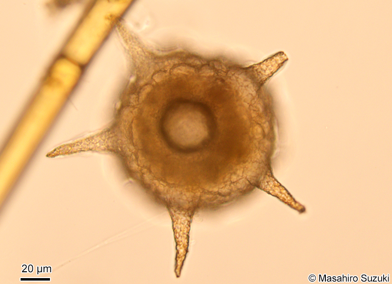 トゲツボカムリ Difflugia corona