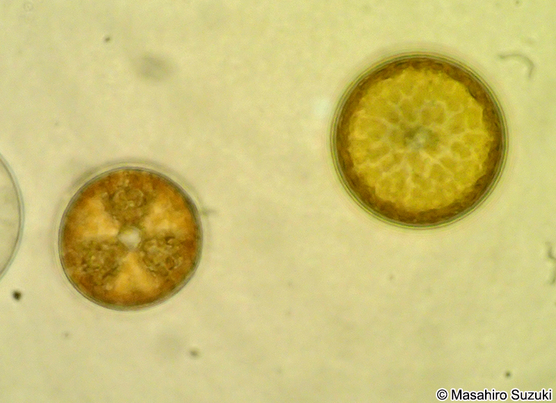 カザグルマケイソウ Actinoptychus senarius