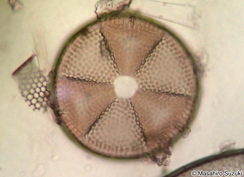 カザグルマケイソウ Actinoptychus senarius