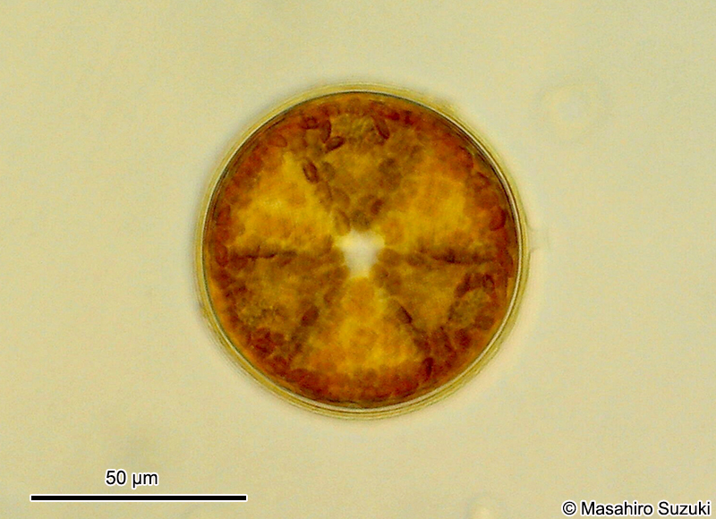 カザグルマケイソウ Actinoptychus senarius