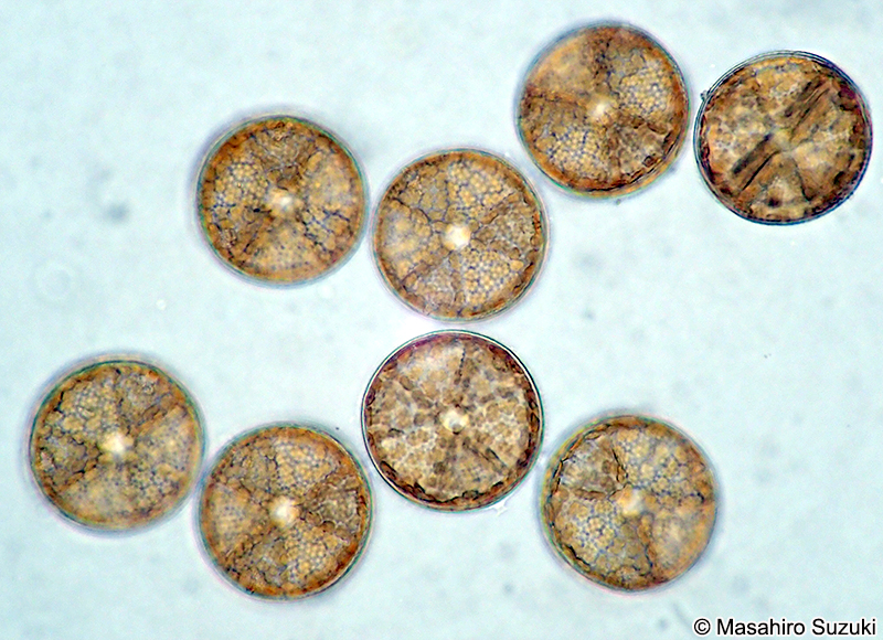 カザグルマケイソウ Actinoptychus senarius
