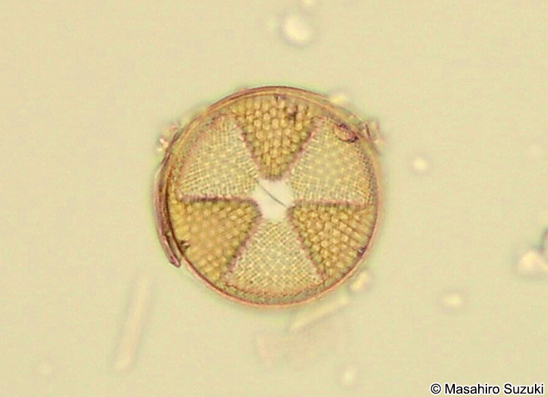 カザグルマケイソウ Actinoptychus senarius