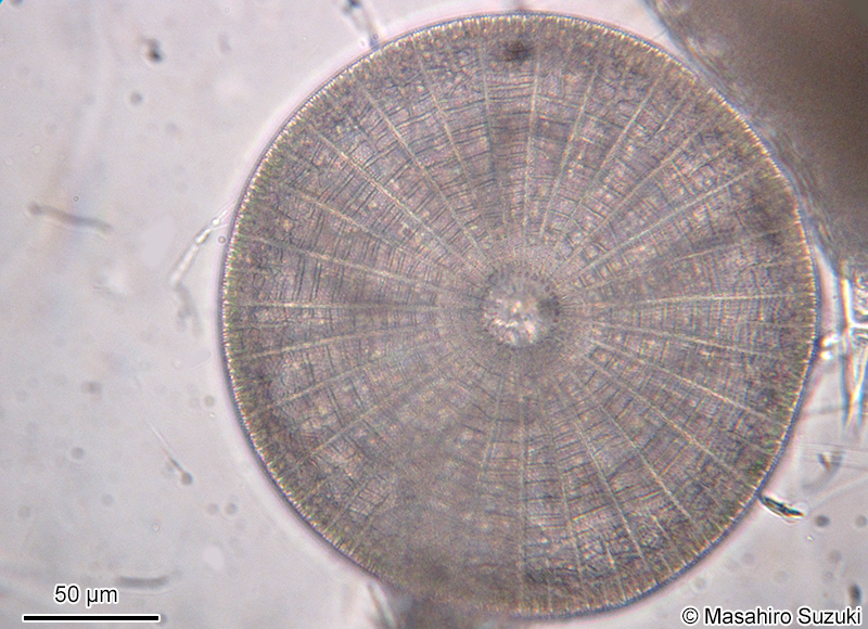 クモノスケイソウ Arachnoidiscus ehrenbergii