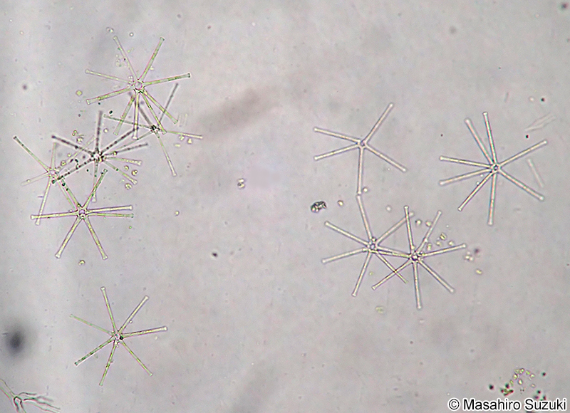 ホシガタケイソウ Asterionella