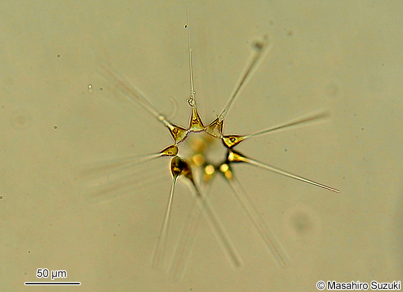ホシガタケイソウ Asterionellopsis glacialis