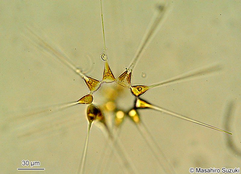ホシガタケイソウ Asterionellopsis glacialis