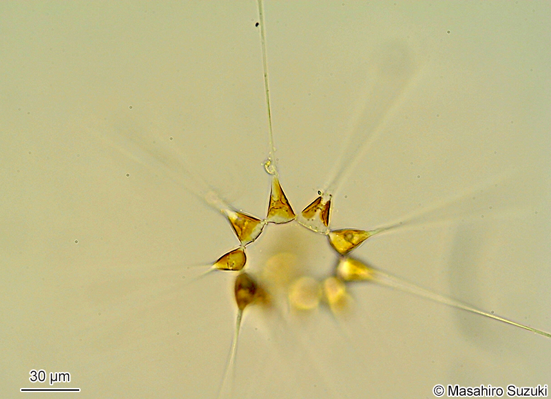 ホシガタケイソウ Asterionellopsis glacialis