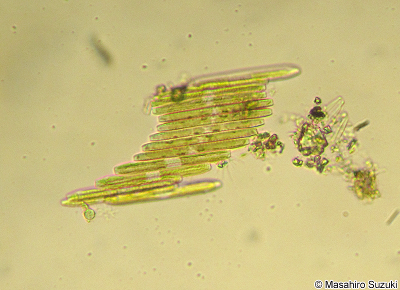 クサリケイソウ Bacillaria