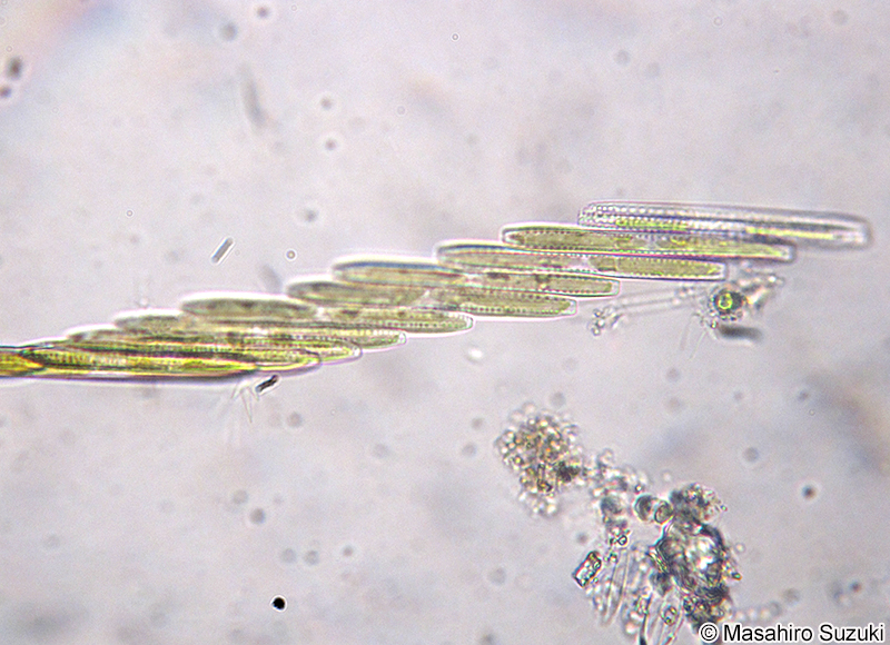 クサリケイソウ Bacillaria