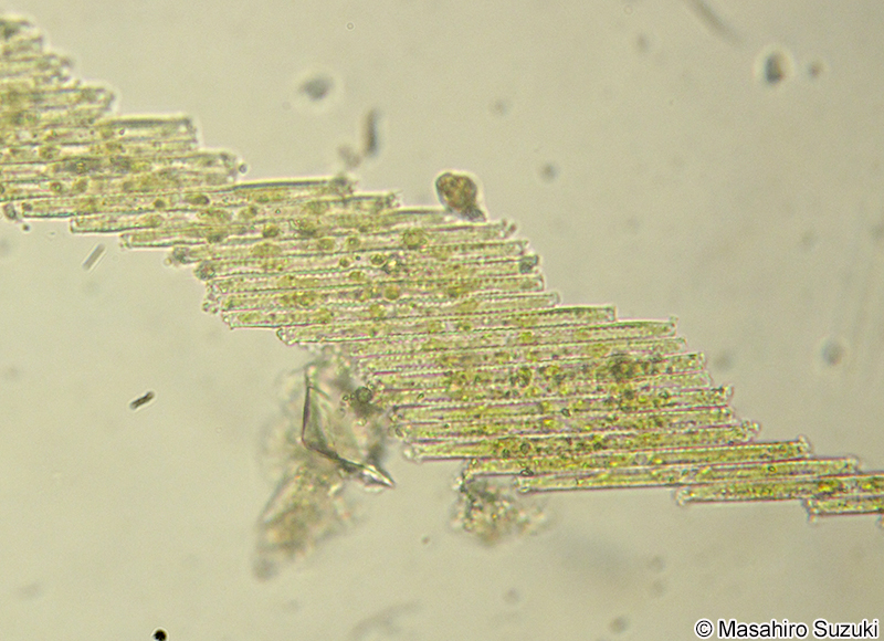 クサリケイソウ Bacillaria