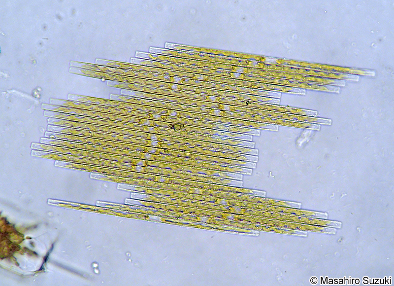 イカダケイソウ Bacillaria paxillifera