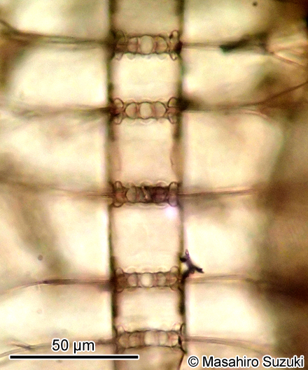 Bacteriastrum delicatulum