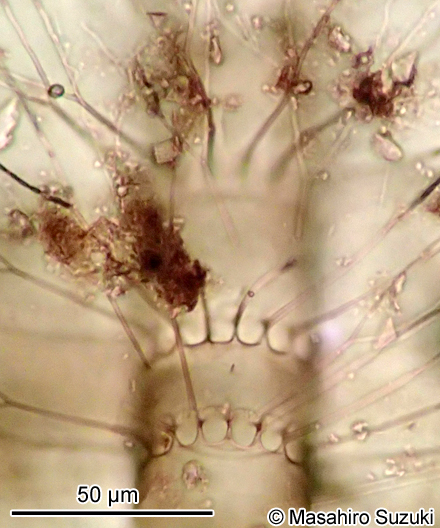 Bacteriastrum delicatulum