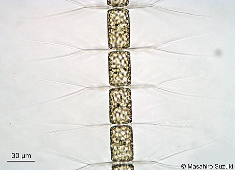 Bacteriastrum delicatulum