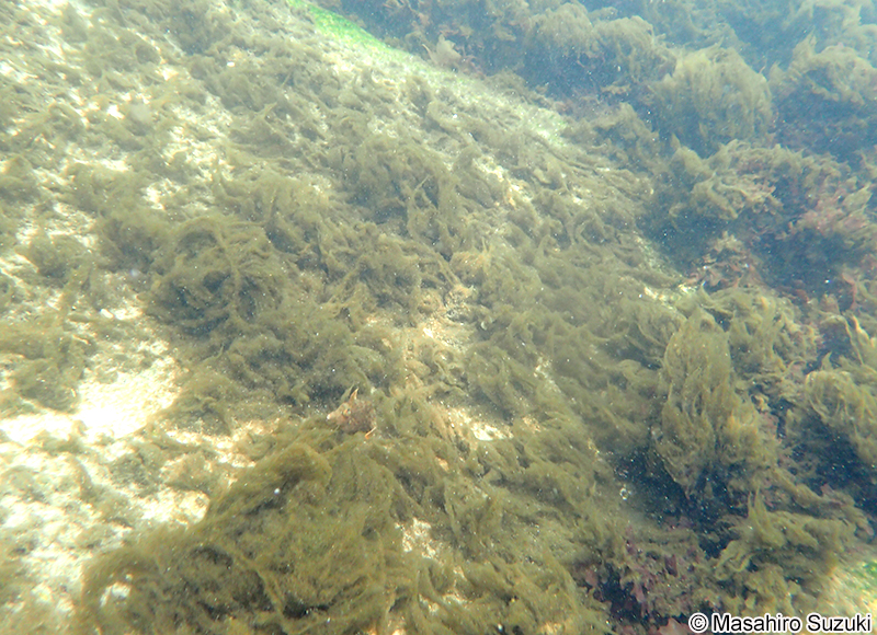 イトマキケイソウ Biddulphia biddulphiana