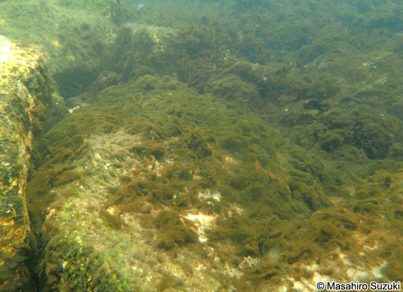 イトマキケイソウ Biddulphia biddulphiana