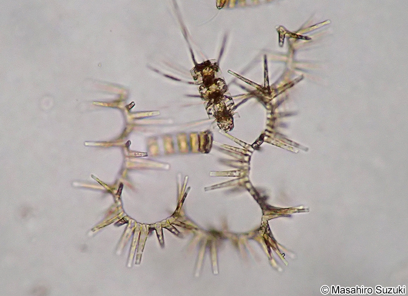 マメホシガタケイソウ Bleakeleya notata