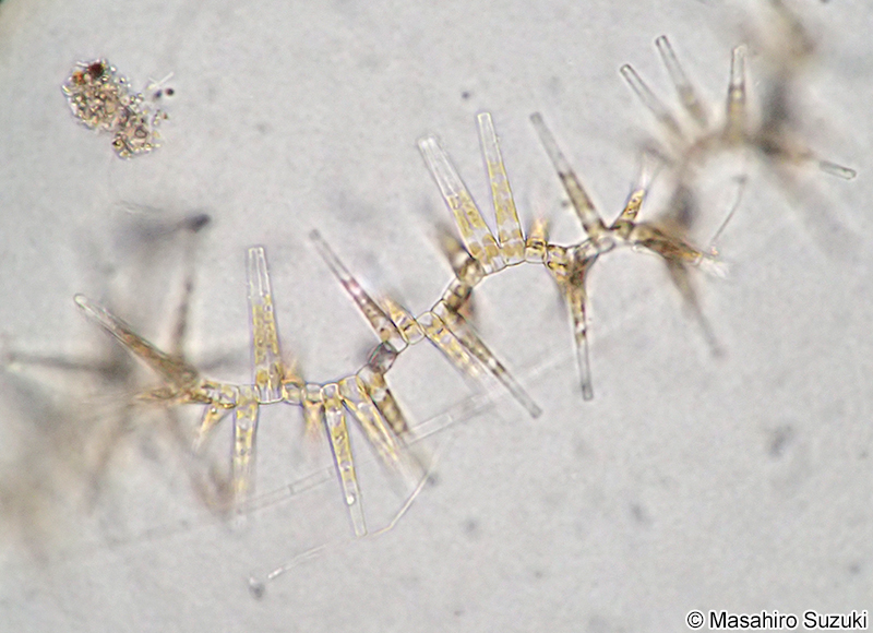 マメホシガタケイソウ Bleakeleya notata