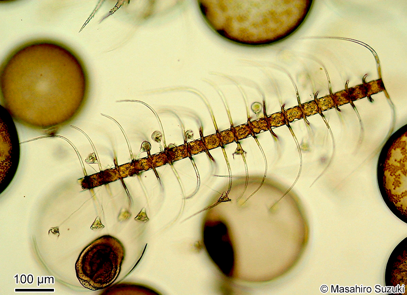 シダレツノケイソウ Chaetoceros coarctatus