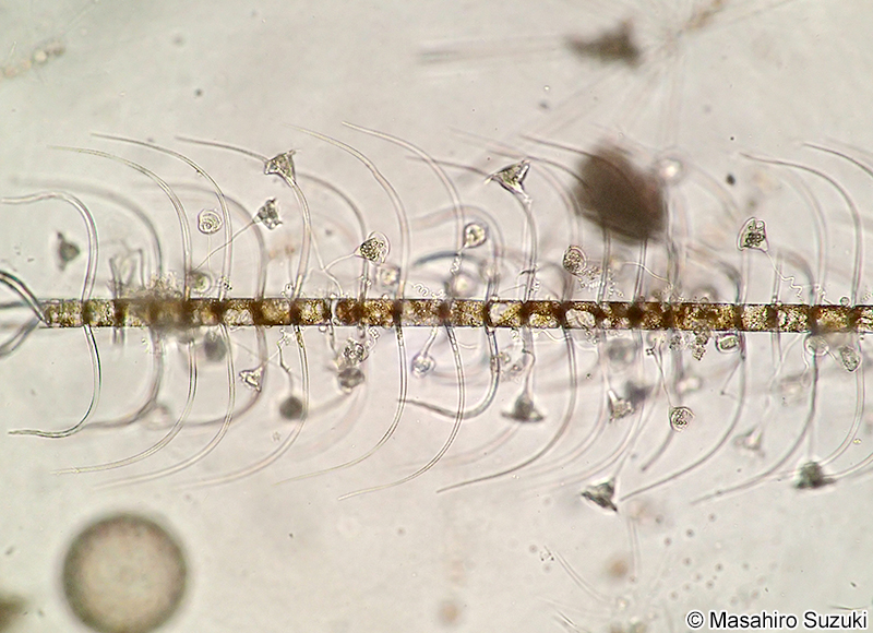シダレツノケイソウ Chaetoceros coarctatus