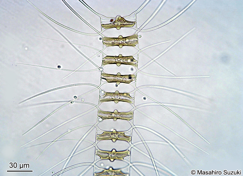 フタコブツノケイソウ Chaetoceros didymus