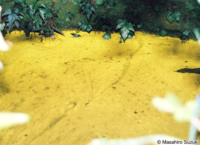 ヒカリモ Chromophyton vischeri