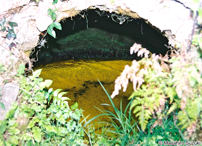 ヒカリモ Chromophyton vischeri
