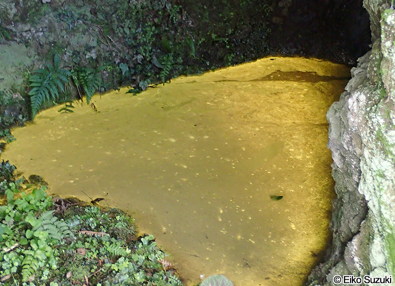 ヒカリモ Chromophyton vischeri