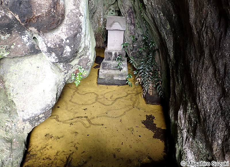 ヒカリモ Chromophyton vischeri