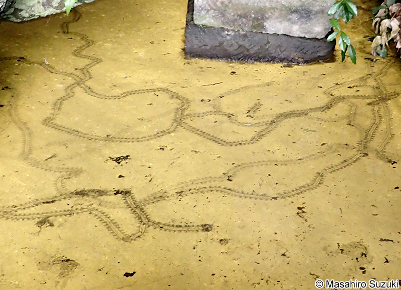 ヒカリモ Chromophyton vischeri