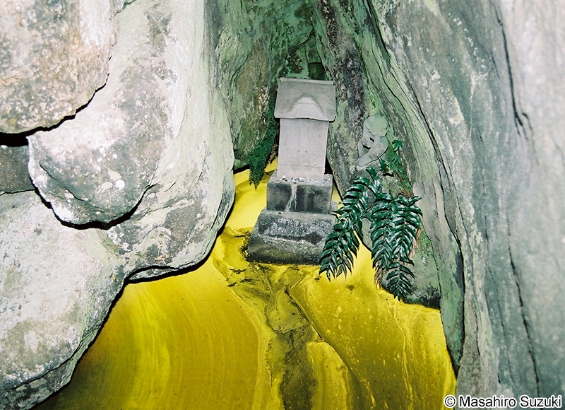 ヒカリモ Chromophyton vischeri