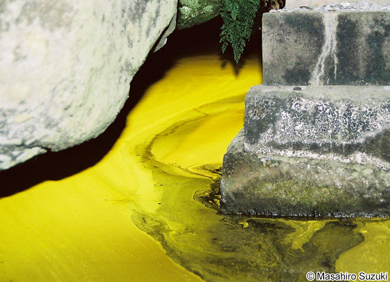 ヒカリモ Chromophyton vischeri