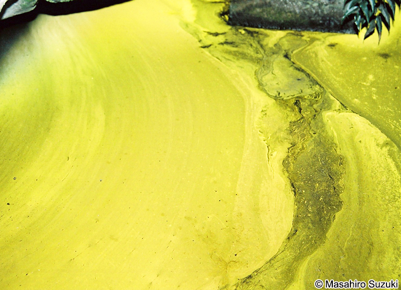 ヒカリモ Chromophyton vischeri