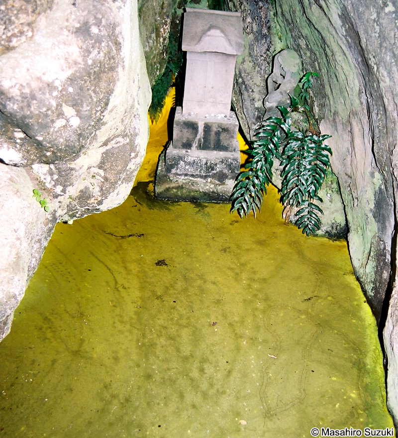 ヒカリモ Chromophyton vischeri