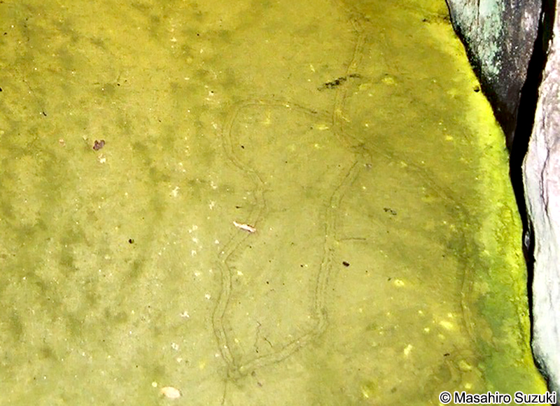 ヒカリモ Chromophyton vischeri