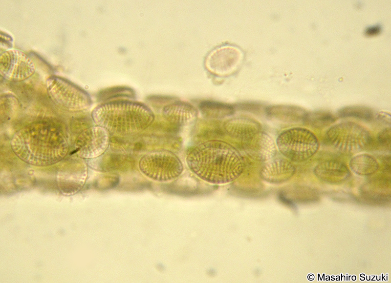 コメツブケイソウ Cocconeis scutellum