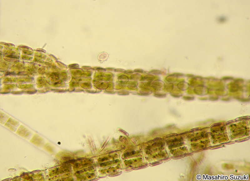 コメツブケイソウ Cocconeis scutellum