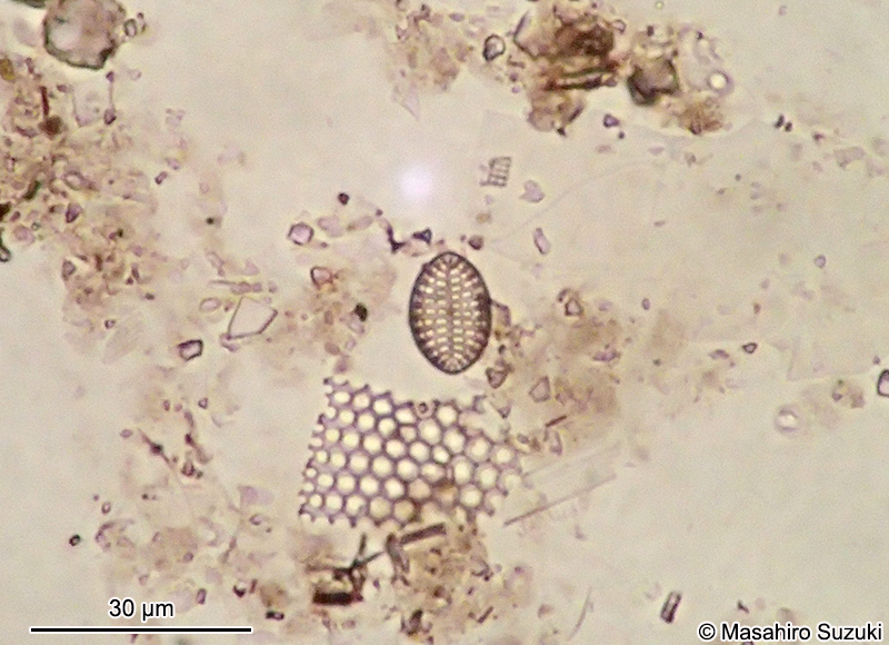 コメツブケイソウ Cocconeis scutellum