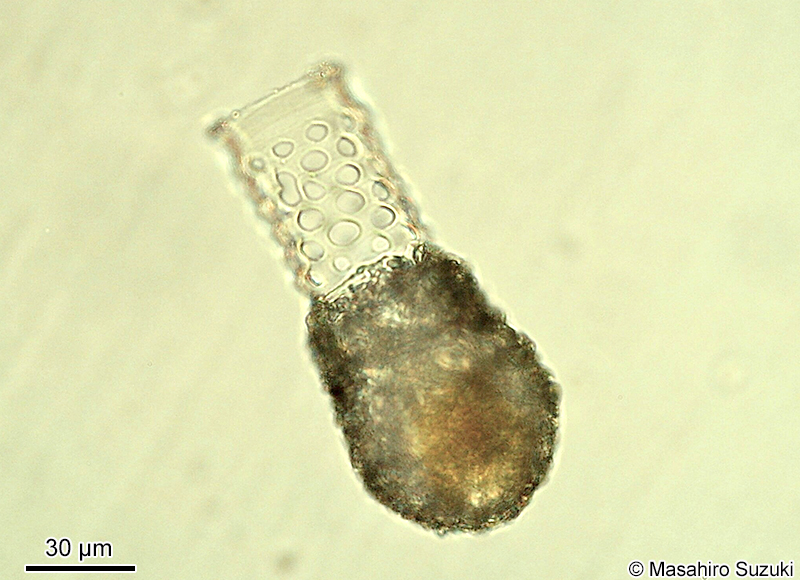 アナトックリカラムシ Codonellopsis ostenfeldi