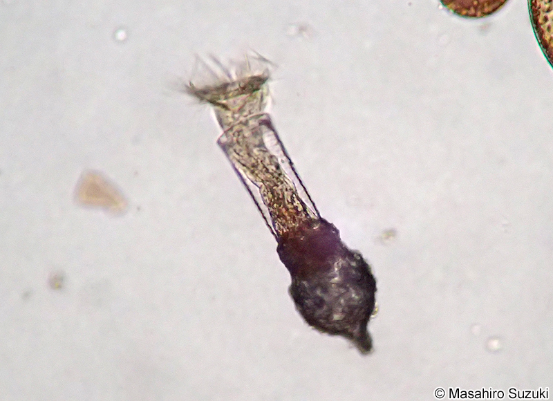 Codonellopsis orthoceras