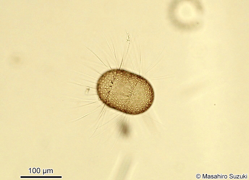 カサボネケイソウ Corethron pennatum