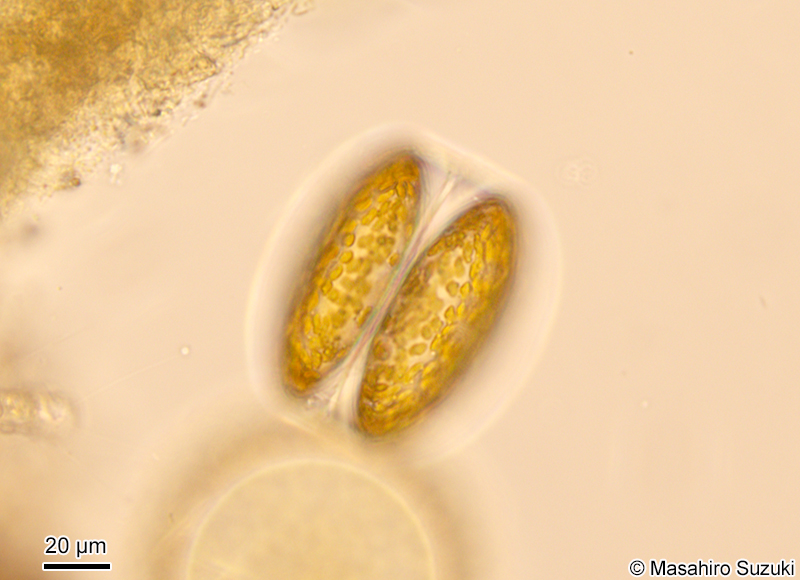 Coscinodiscus granii