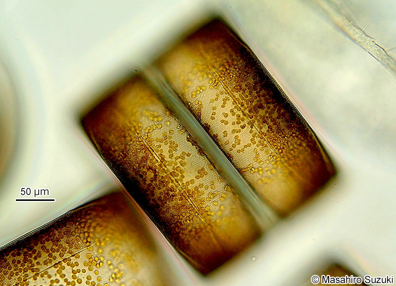 コアミケイソウ Coscinodiscus