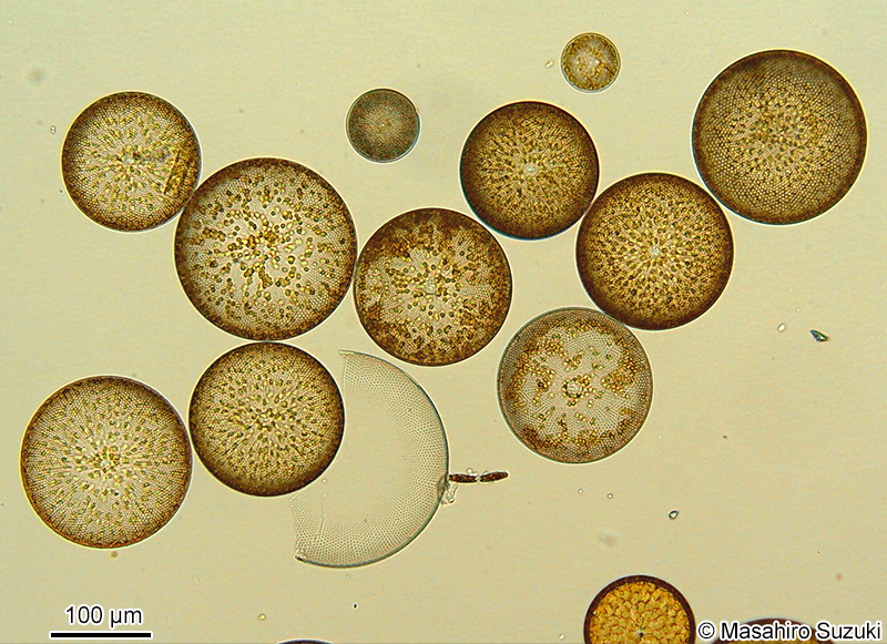 コアミケイソウ Coscinodiscus
