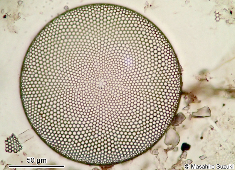 コアミケイソウ Coscinodiscus