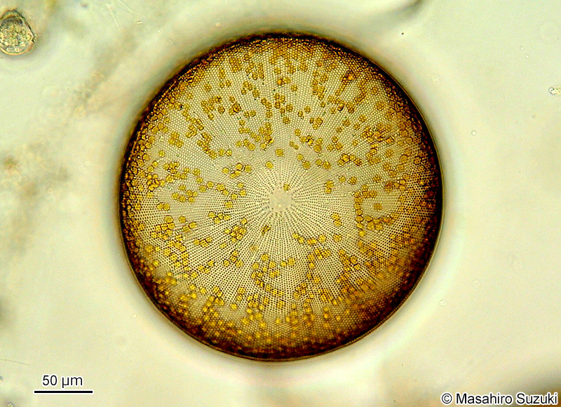 コアミケイソウ Coscinodiscus