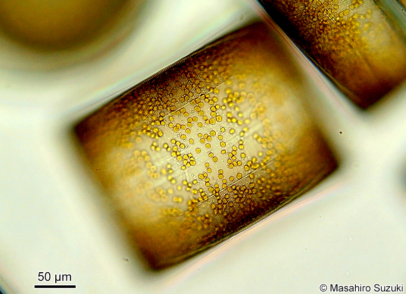 コアミケイソウ Coscinodiscus