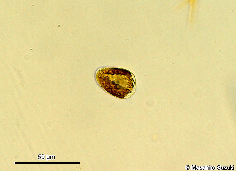 クリプトモナス Cryptomonas