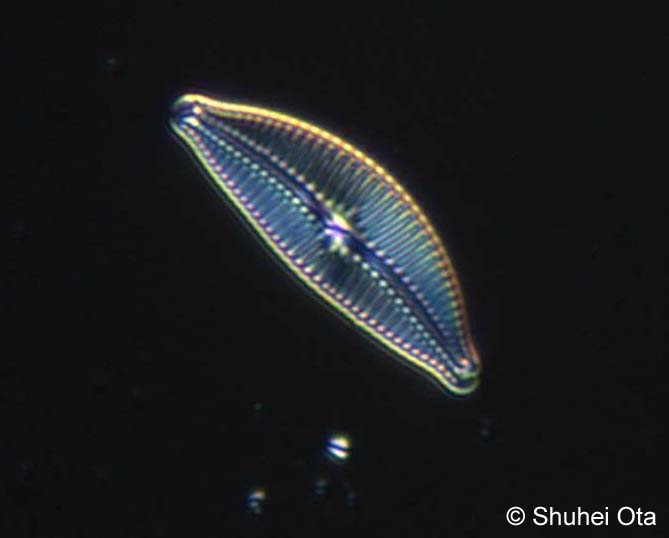 クチビルケイソウ Cymbella